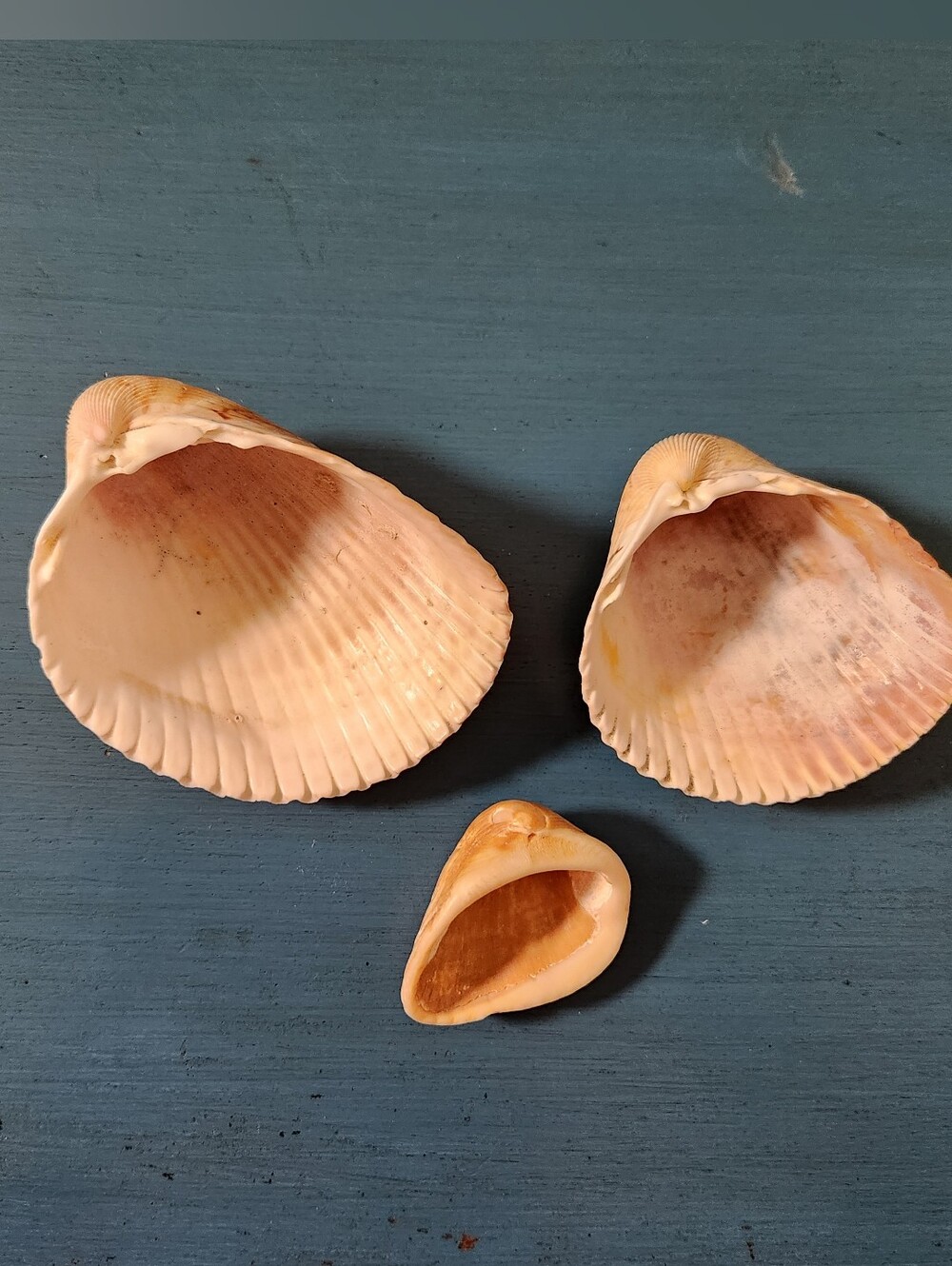 Natural Sea Shell Bundle - Picture 6 of 7